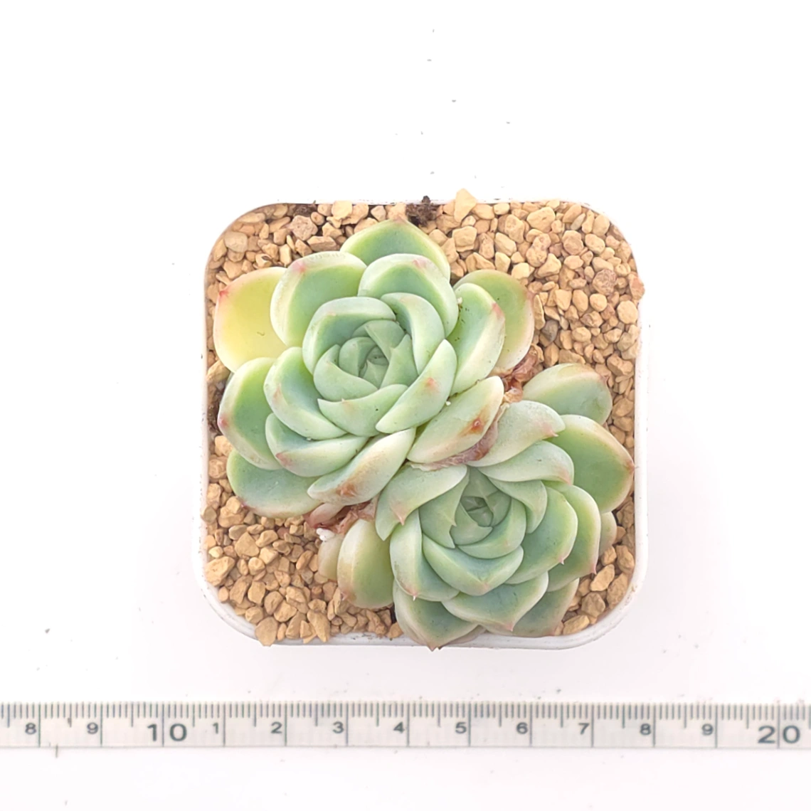 Echeveria ‘Red Velvet’ | 天鵝絨 thumbnail 4