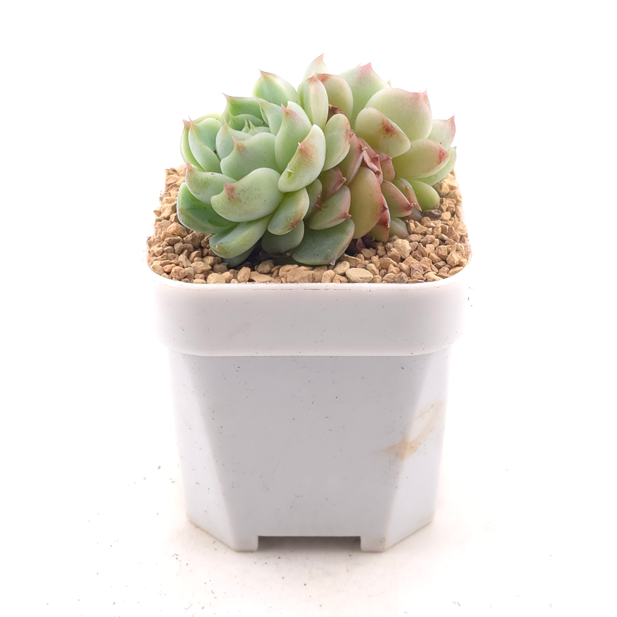 Echeveria ‘Red Velvet’ | 天鵝絨 thumbnail 3