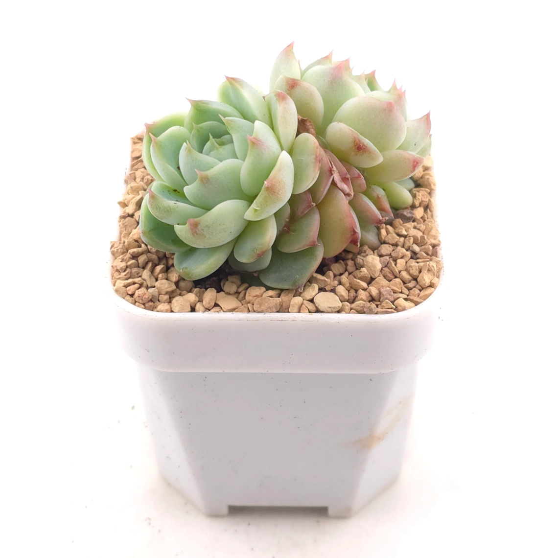 Echeveria ‘Red Velvet’ | 天鵝絨 thumbnail 2