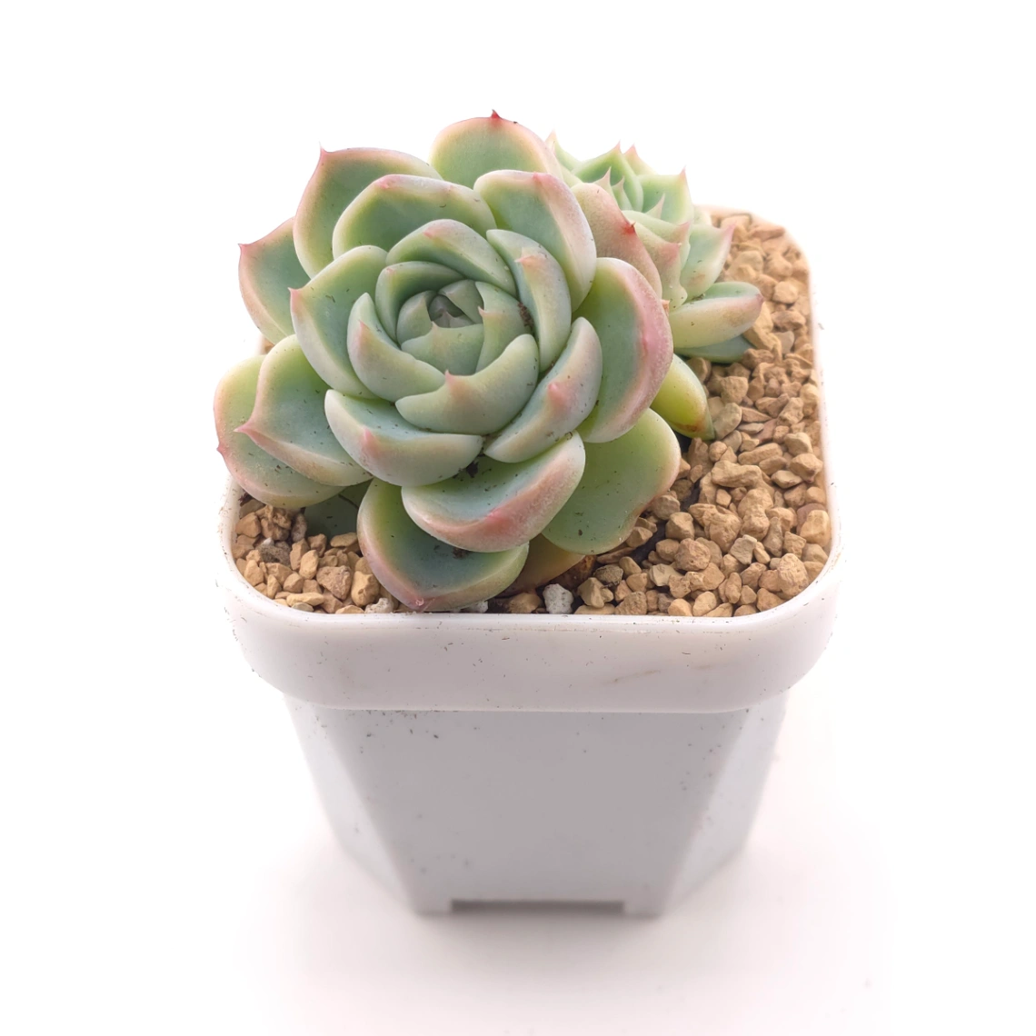 Echeveria ‘Red Velvet’ | 天鵝絨 thumbnail 2