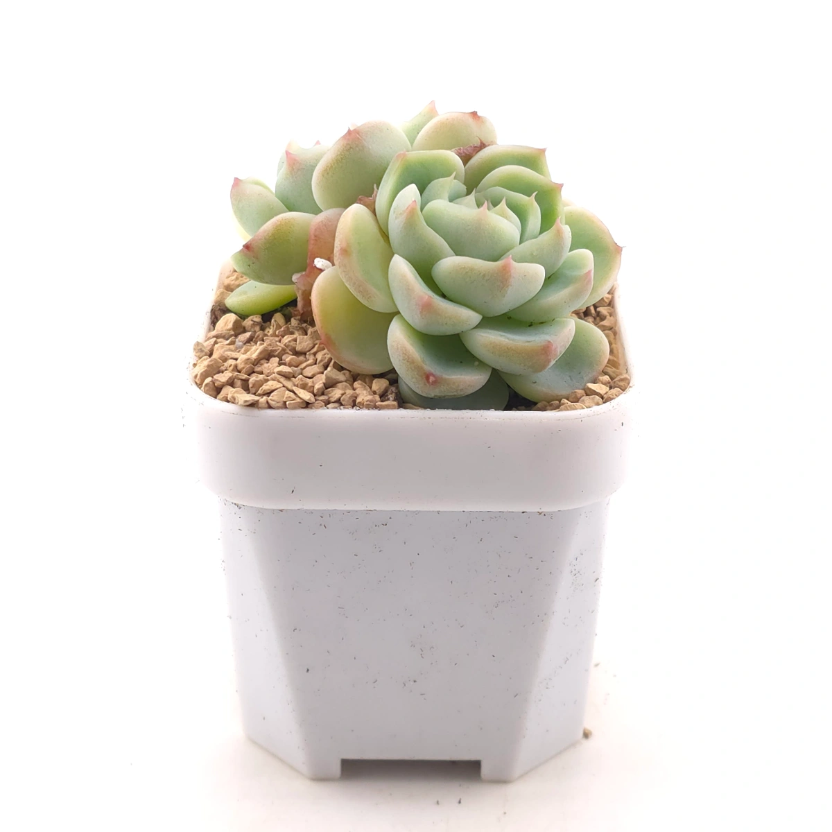 Echeveria ‘Red Velvet’ | 天鵝絨 thumbnail 3