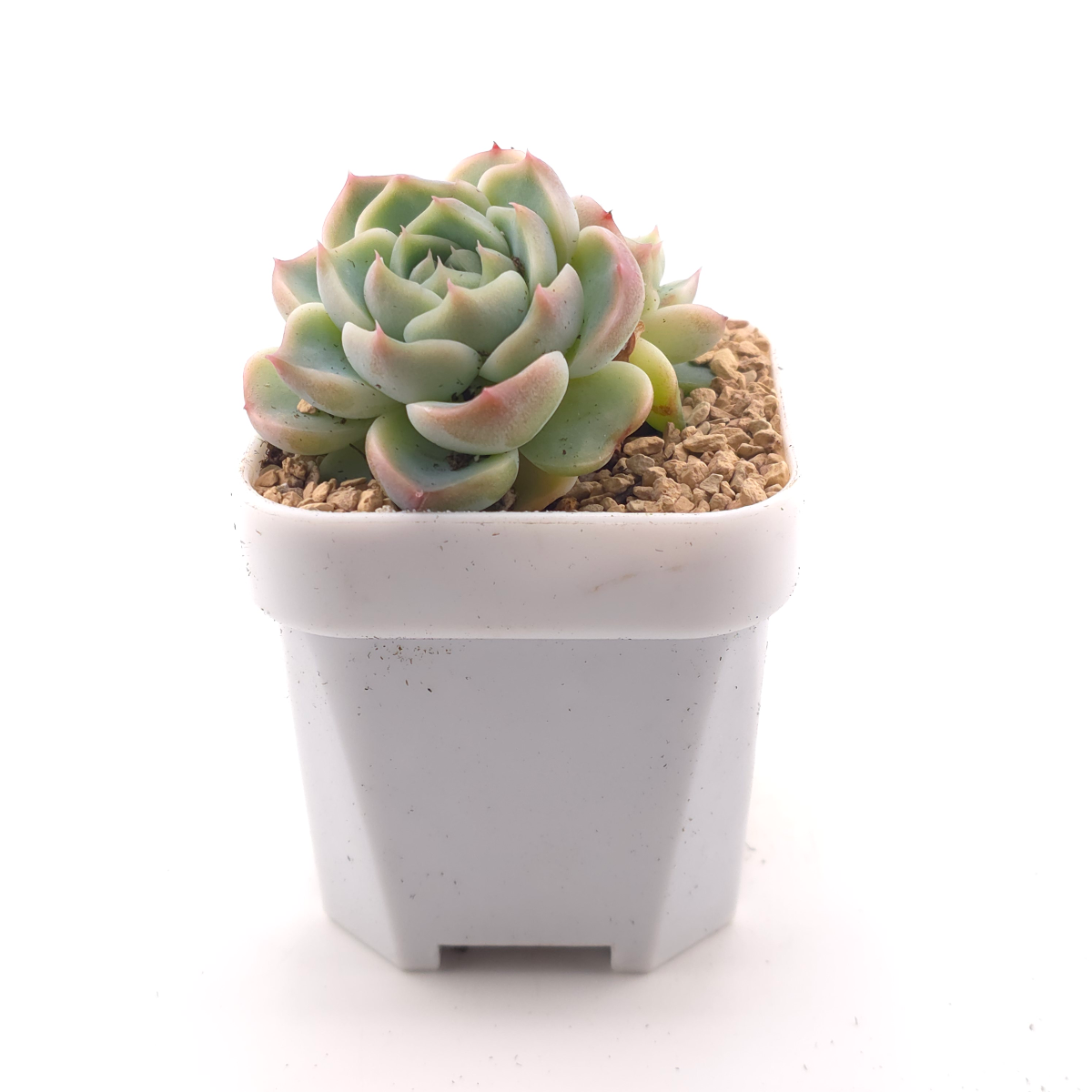 Echeveria ‘Red Velvet’ | 天鵝絨 thumbnail 3