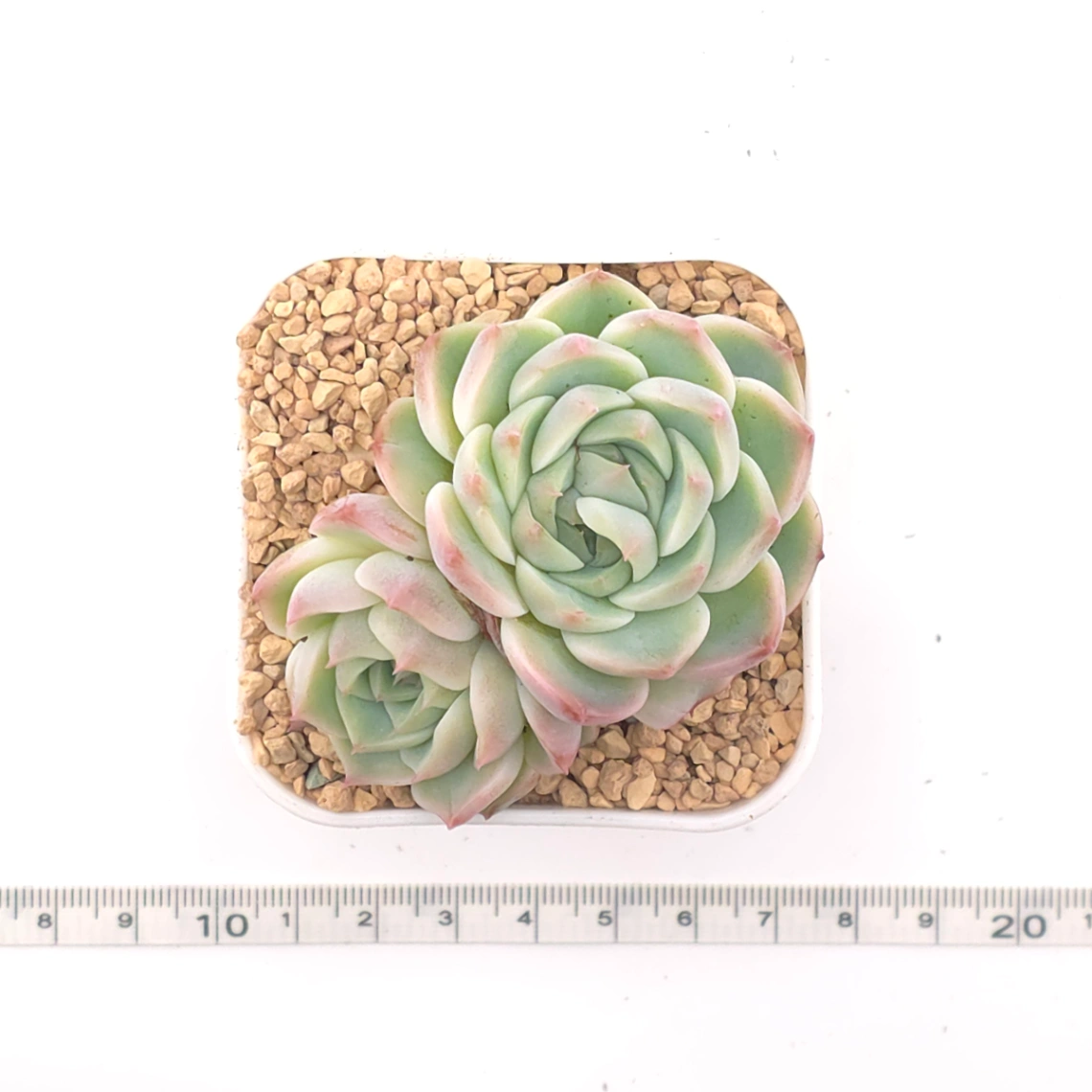 Echeveria ‘Red Velvet’ | 天鵝絨 thumbnail 4