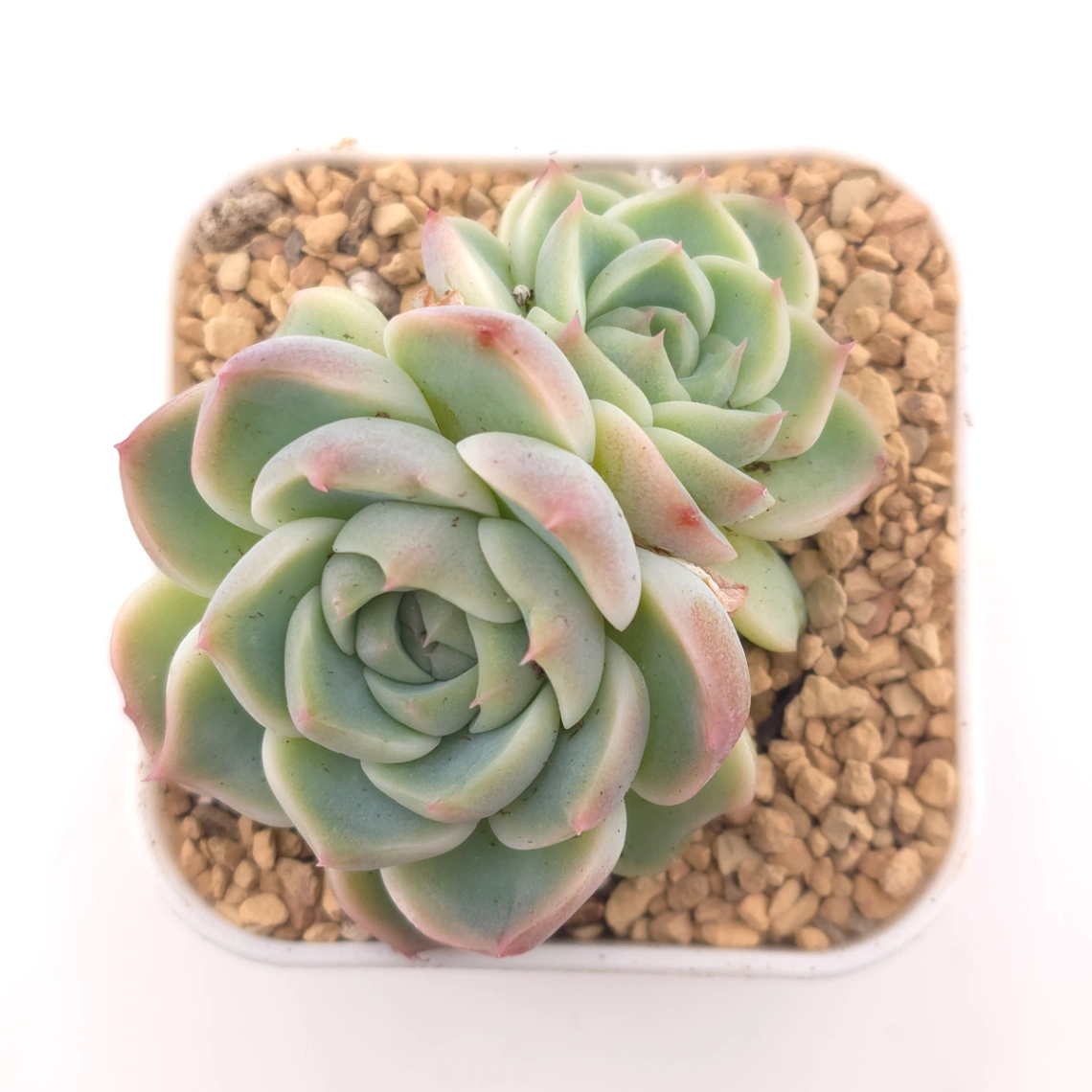 Echeveria ‘Red Velvet’ | 天鵝絨 - View 1
