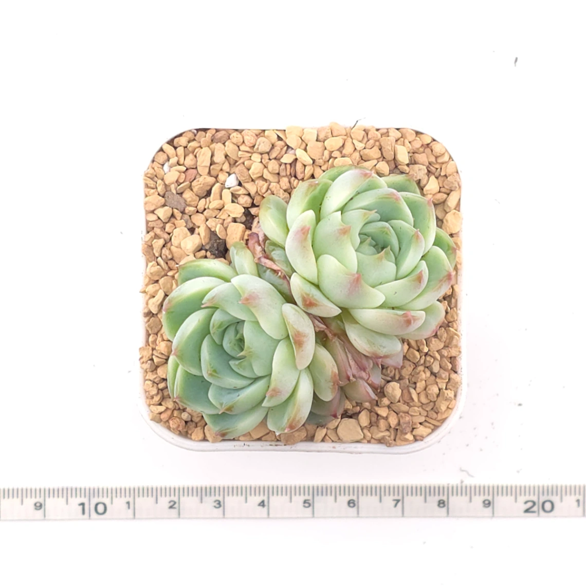 Echeveria ‘Red Velvet’ | 天鵝絨 thumbnail 4