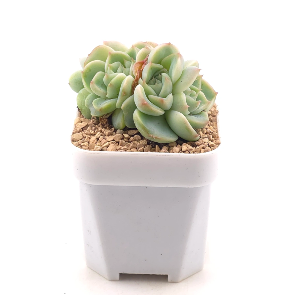 Echeveria ‘Red Velvet’ | 天鵝絨 thumbnail 3