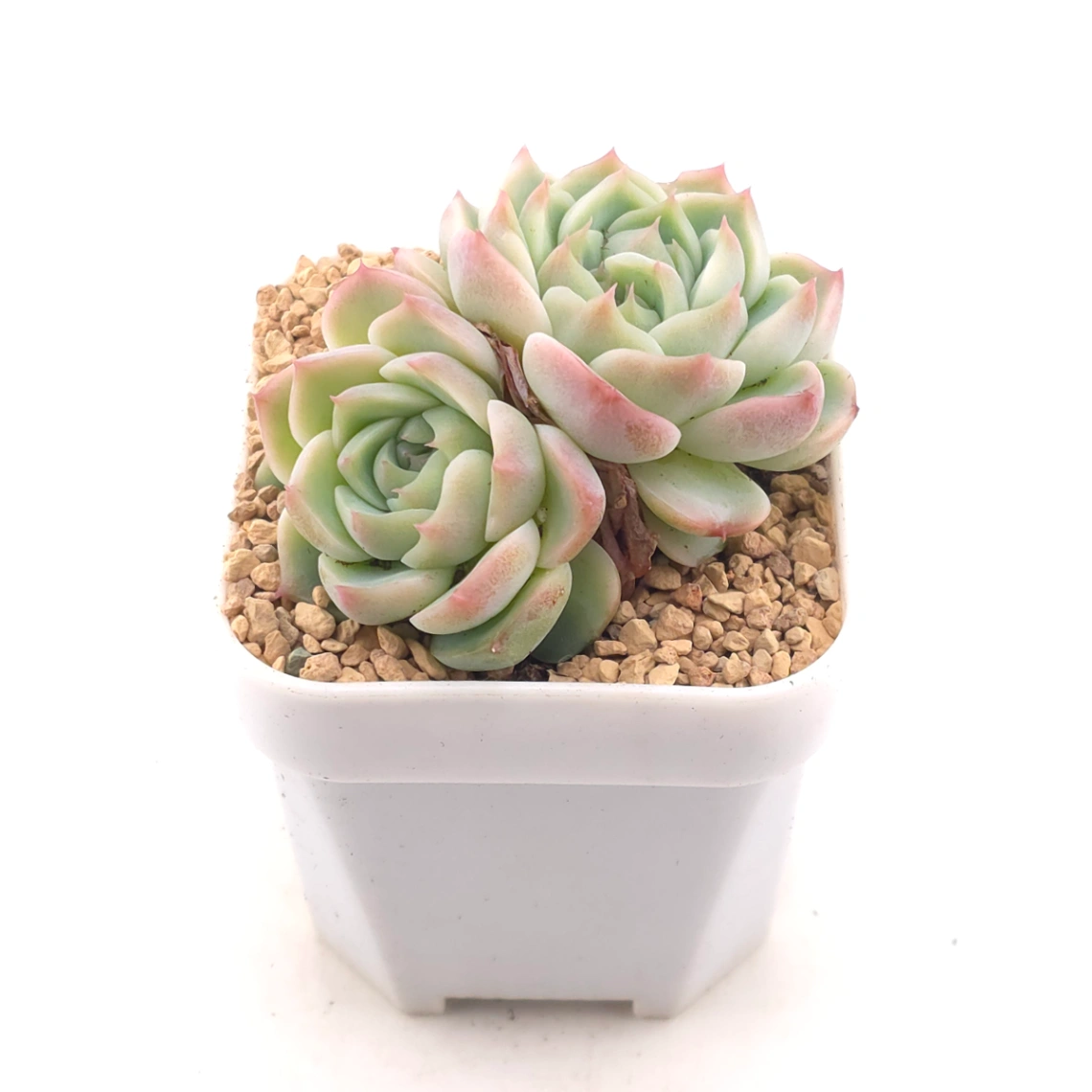 Echeveria ‘Red Velvet’ | 天鵝絨 thumbnail 2