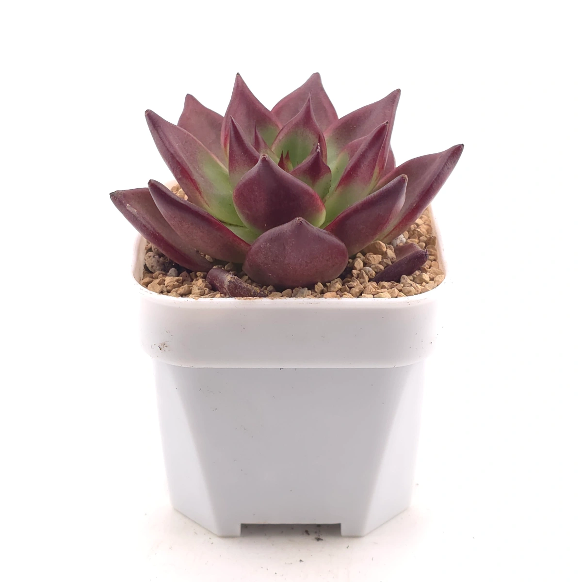 Echeveria ‘Rubin’ | 羅賓 thumbnail 3