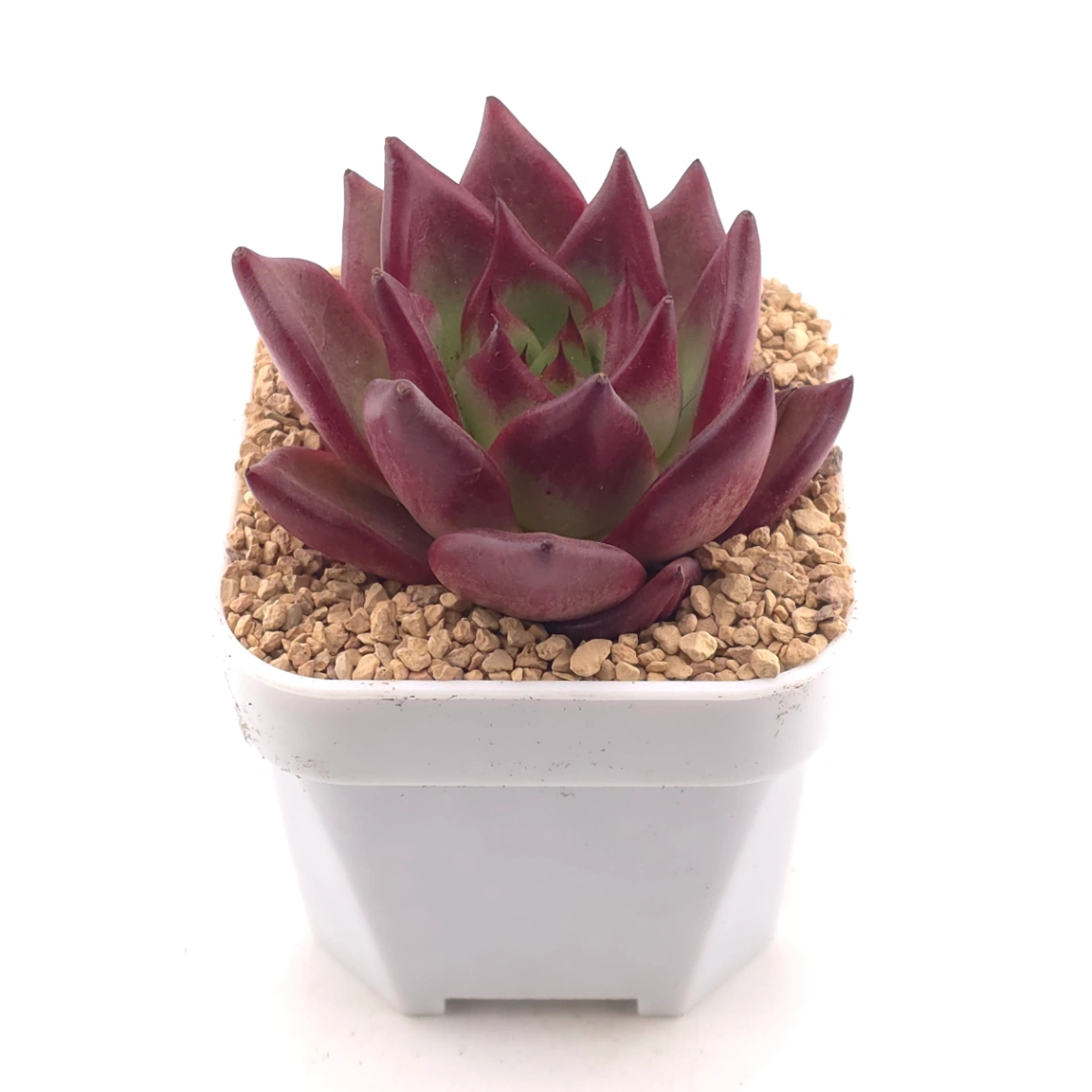 Echeveria ‘Rubin’ | 羅賓 thumbnail 2