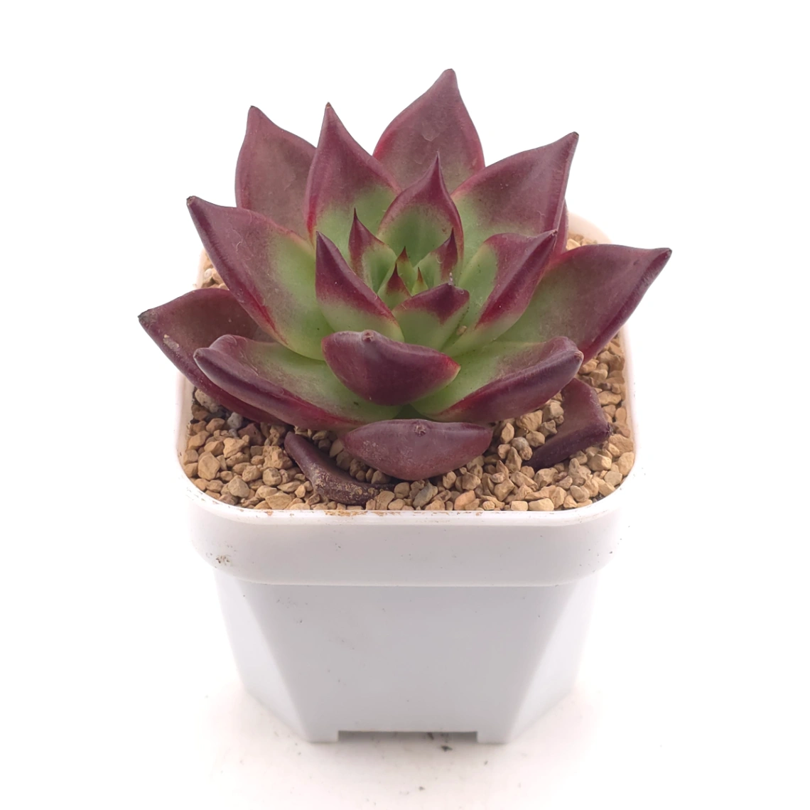 Echeveria ‘Rubin’ | 羅賓 thumbnail 2