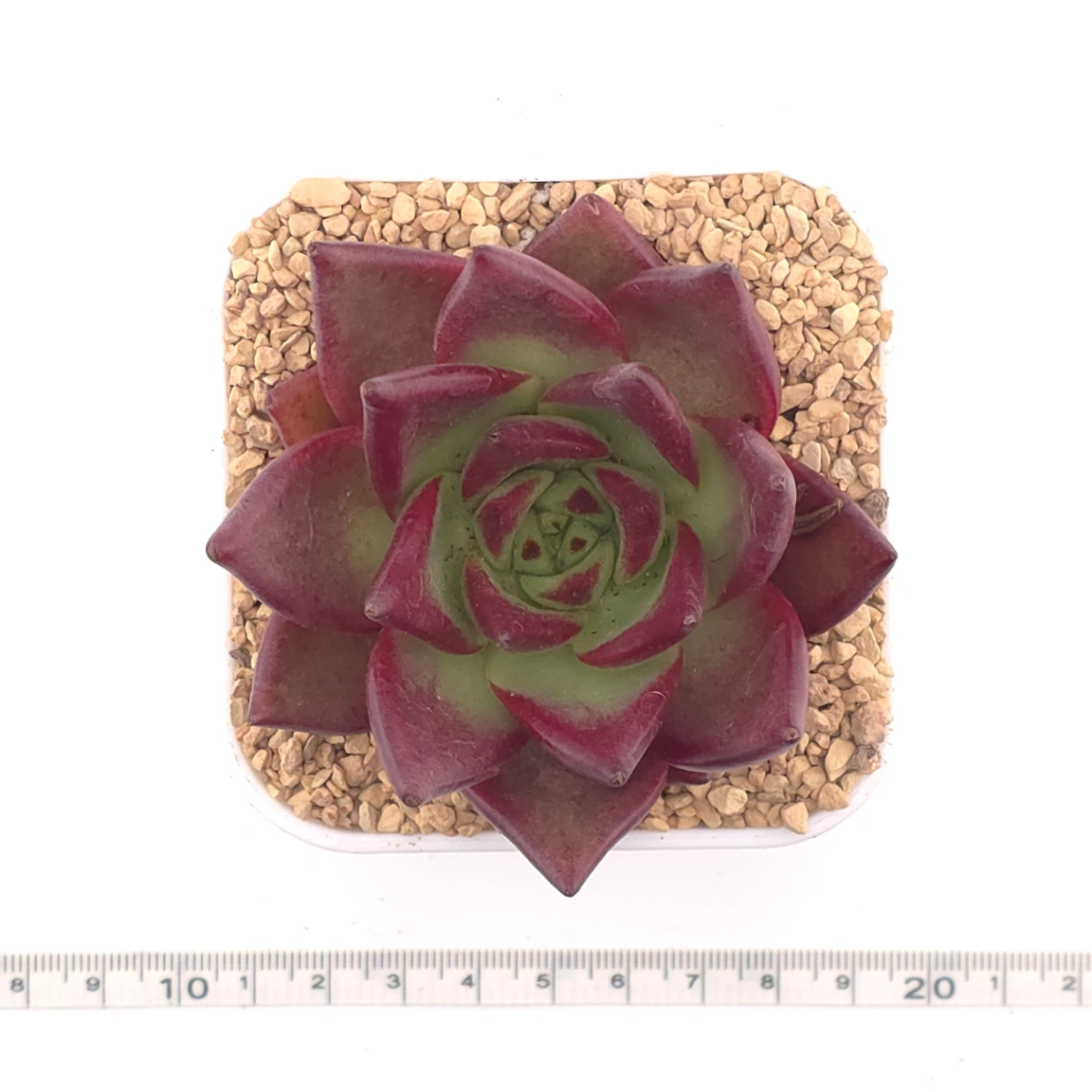 Echeveria ‘Rubin’ | 羅賓 thumbnail 4