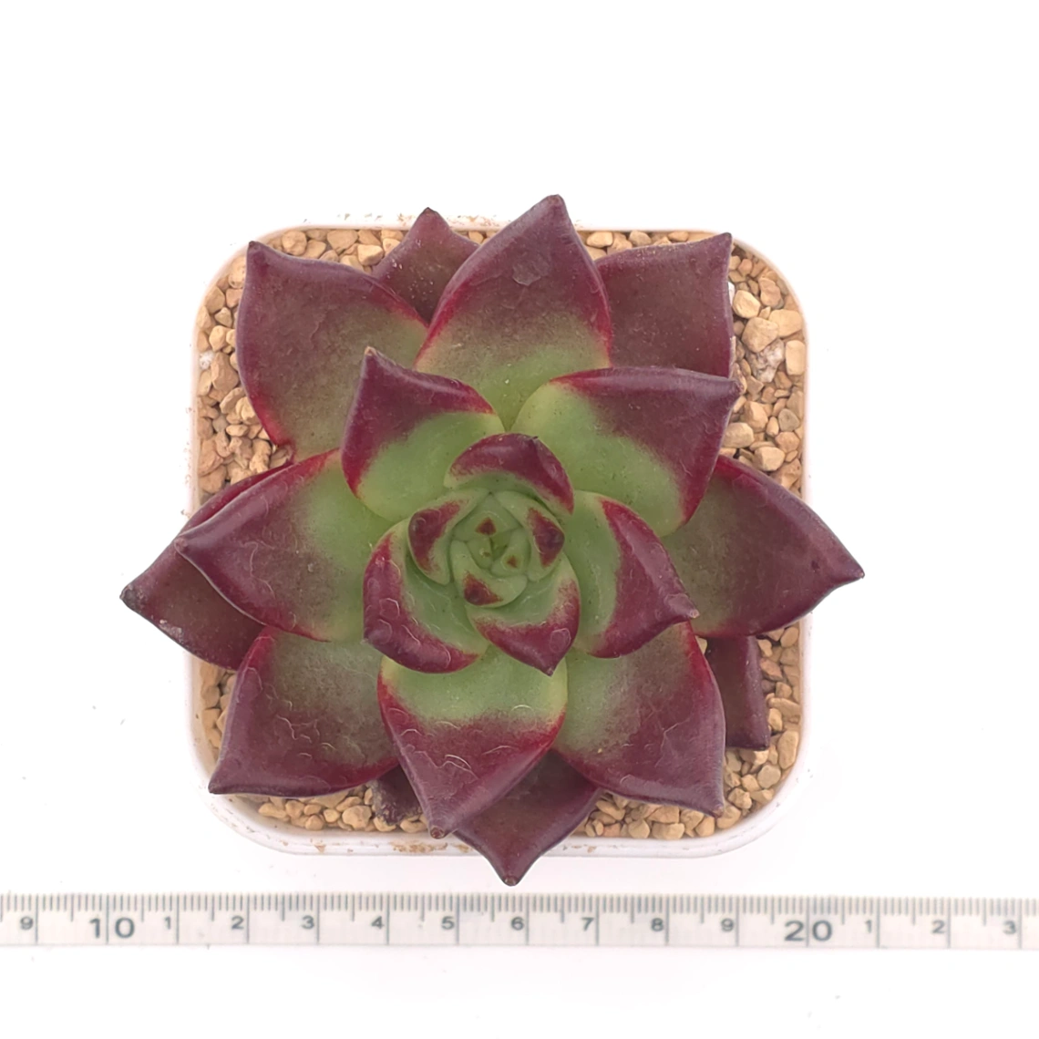 Echeveria ‘Rubin’ | 羅賓 thumbnail 4
