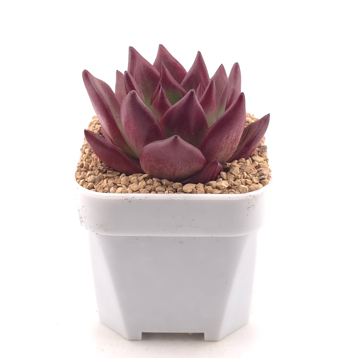 Echeveria ‘Rubin’ | 羅賓 thumbnail 3