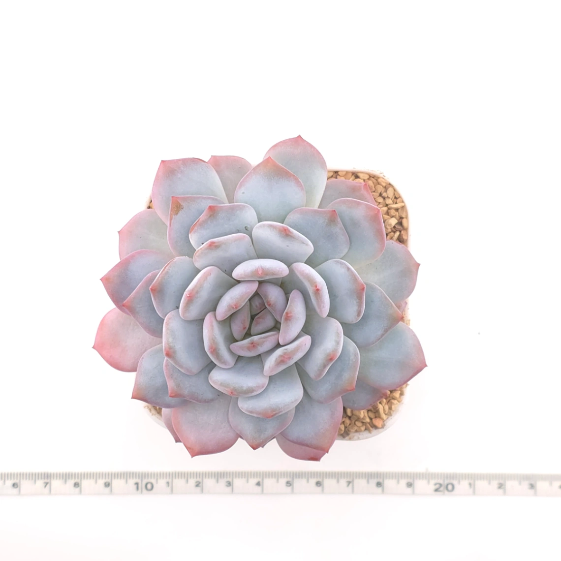 Echeveria ‘Star Orange’ | 星星橙 thumbnail 4