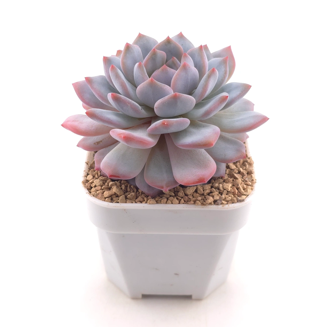 Echeveria ‘Star Orange’ | 星星橙 thumbnail 2