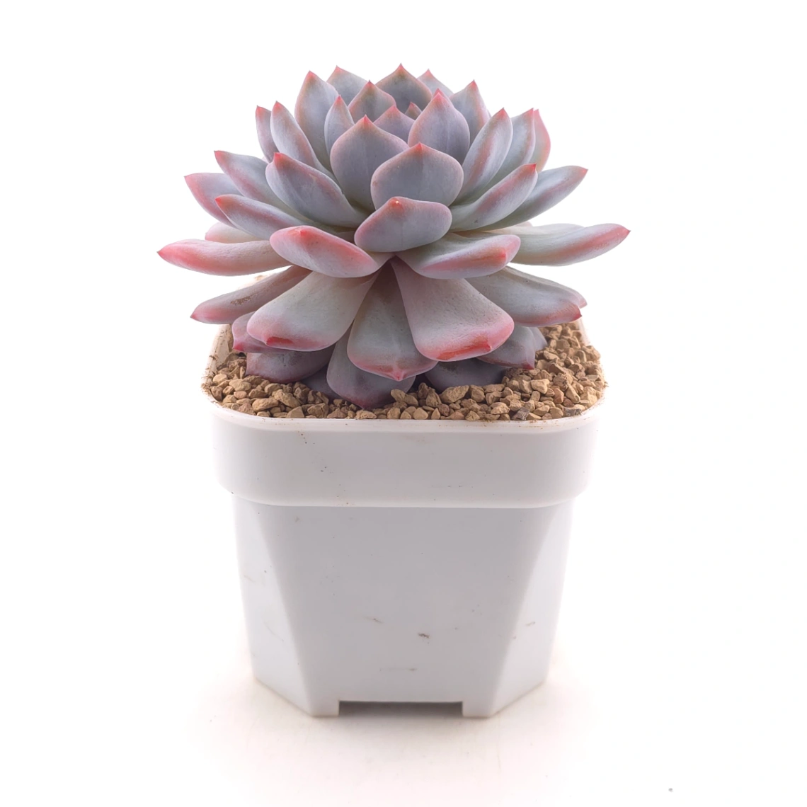 Echeveria ‘Star Orange’ | 星星橙 thumbnail 3