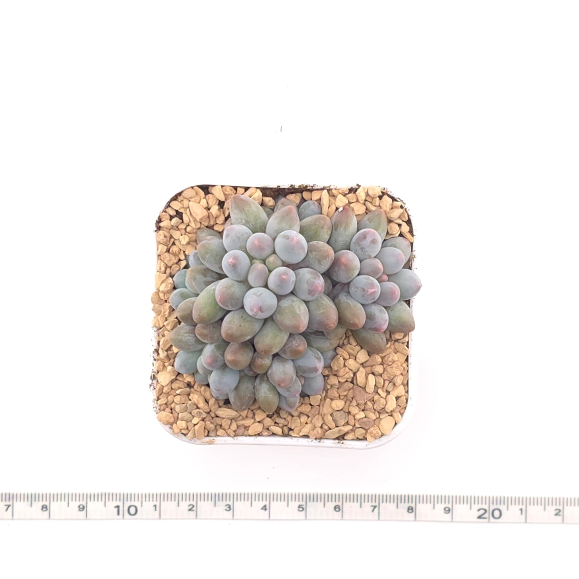 Graptopetalum Glutinous Rice Balls | 糯米糍 thumbnail 4