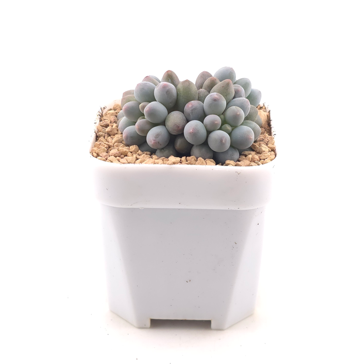 Graptopetalum Glutinous Rice Balls | 糯米糍 thumbnail 3