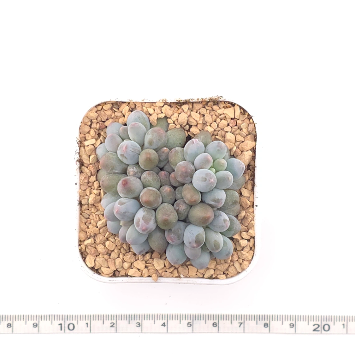 Graptopetalum Glutinous Rice Balls | 糯米糍 thumbnail 4