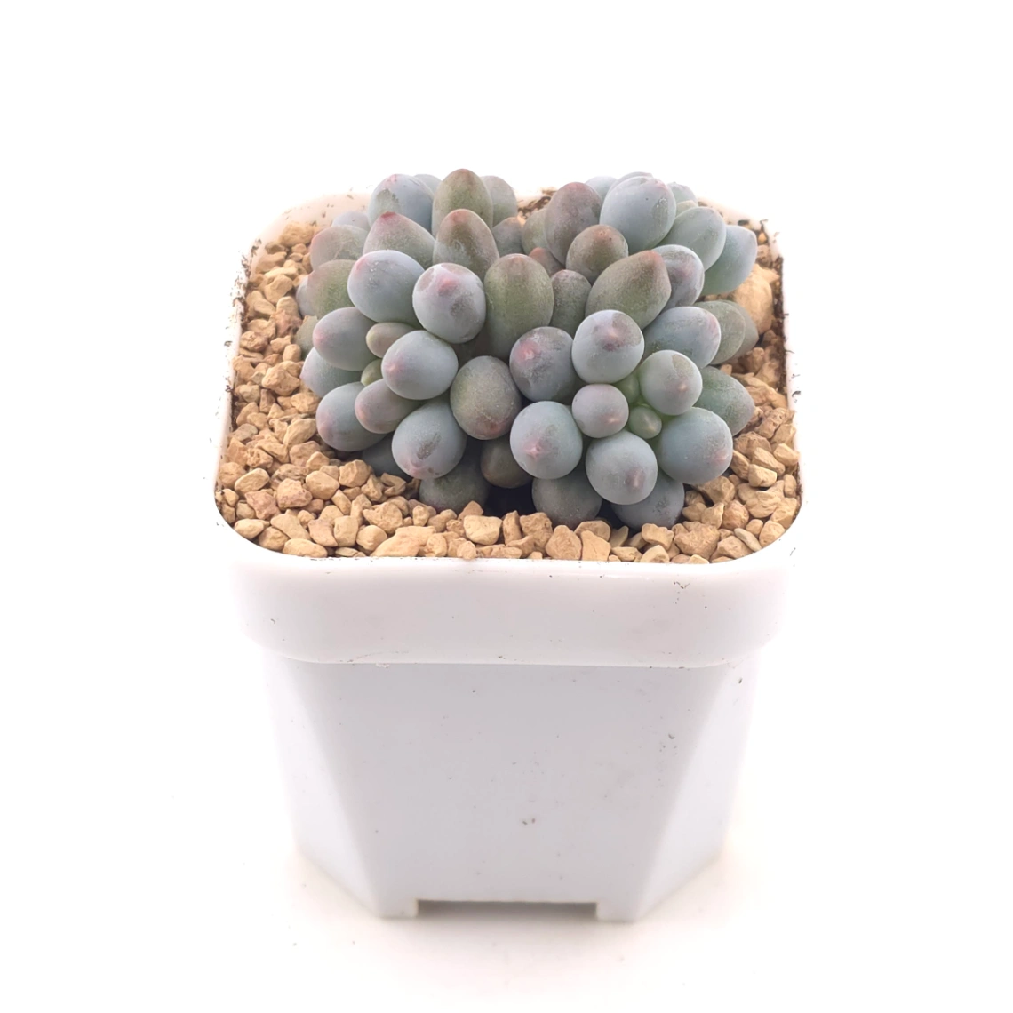 Graptopetalum Glutinous Rice Balls | 糯米糍 thumbnail 2