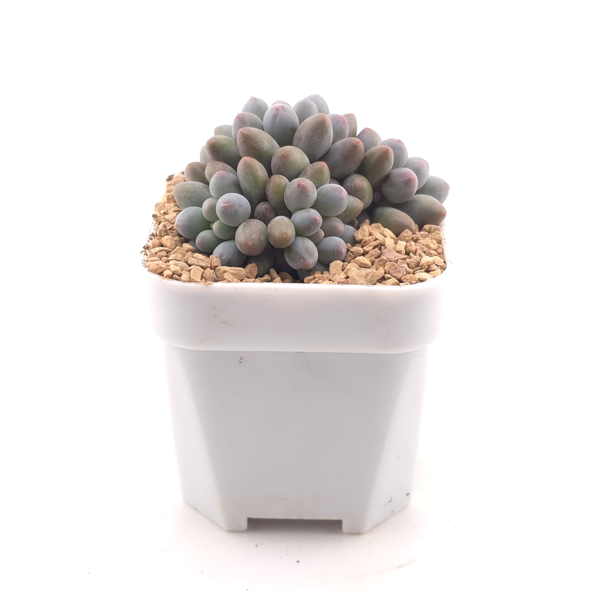 Graptopetalum Glutinous Rice Balls | 糯米糍 thumbnail 3