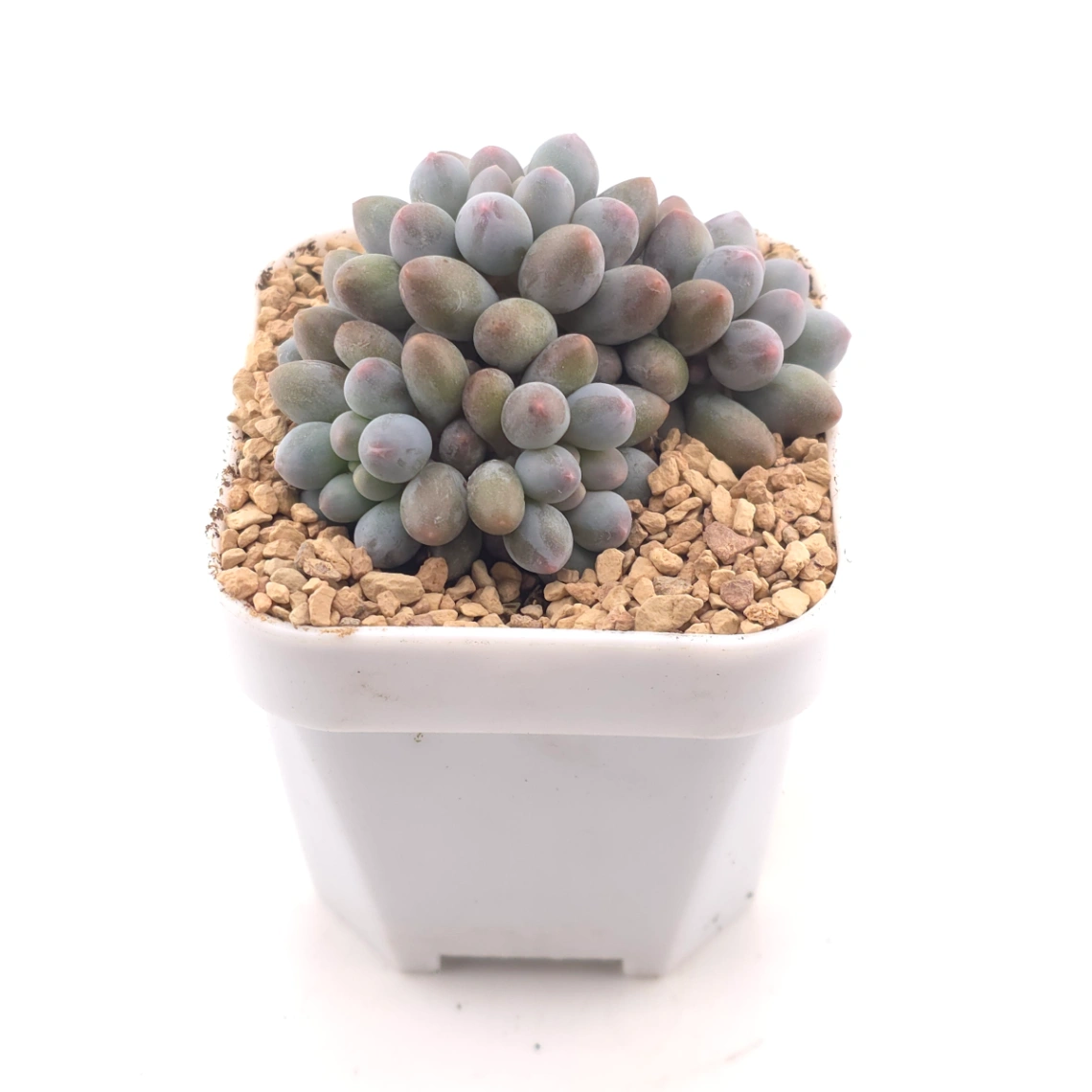 Graptopetalum Glutinous Rice Balls | 糯米糍 thumbnail 2