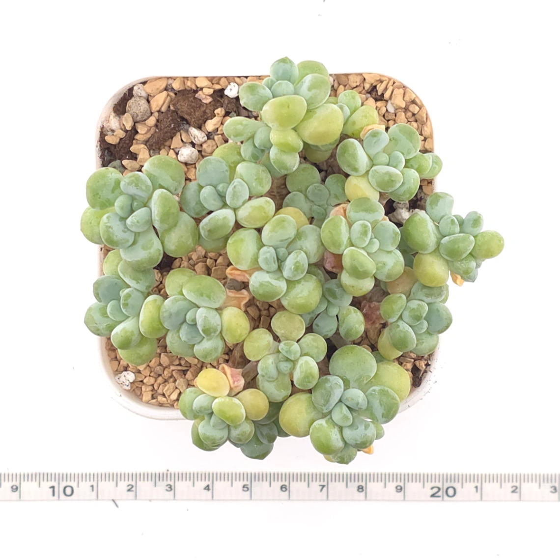 Graptosedum ‘Rococo’ | 洛可可 thumbnail 4