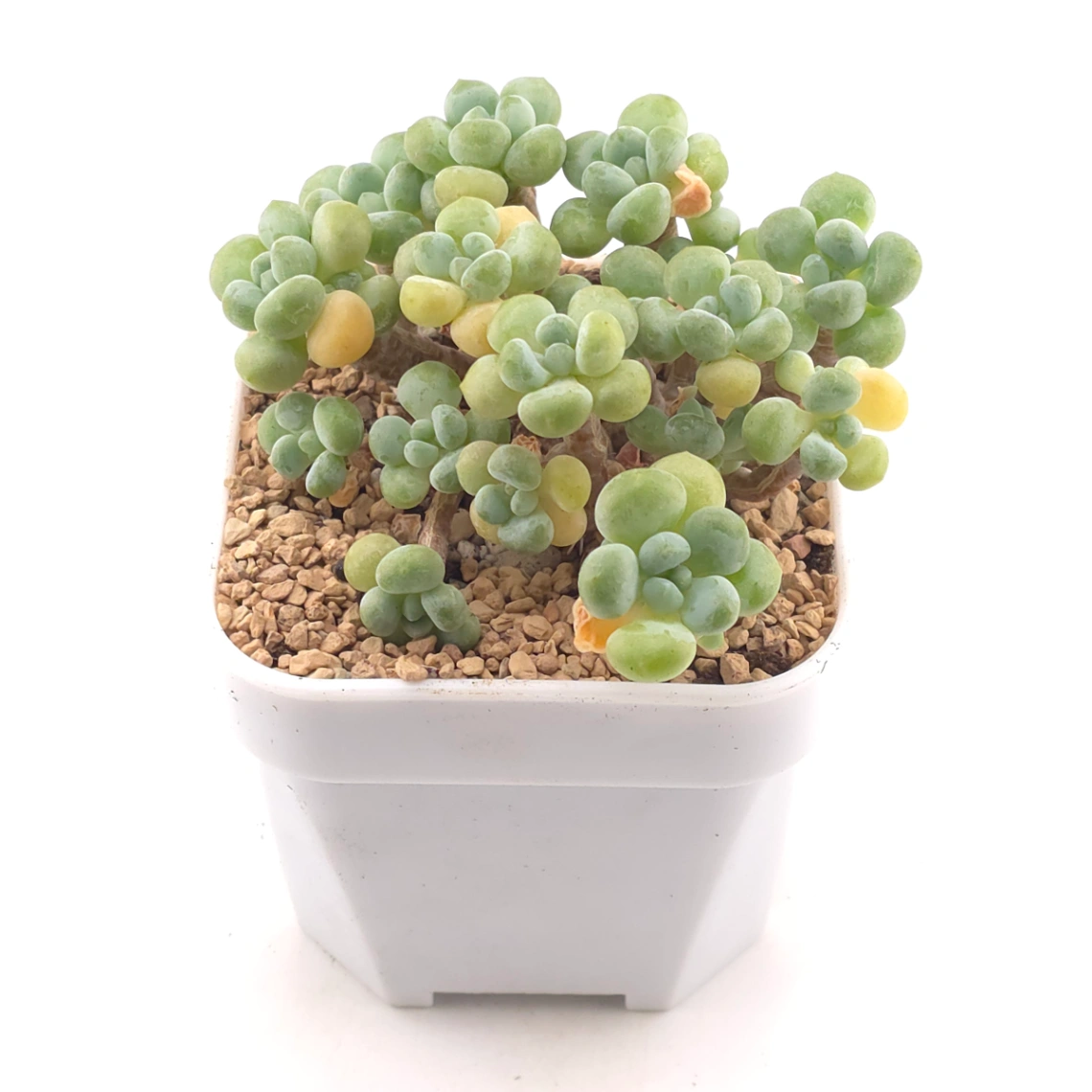 Graptosedum ‘Rococo’ | 洛可可 thumbnail 2