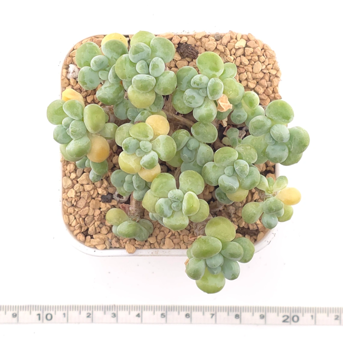Graptosedum ‘Rococo’ | 洛可可 thumbnail 4