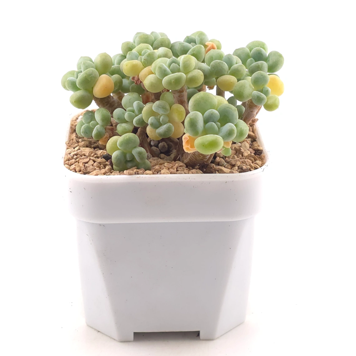 Graptosedum ‘Rococo’ | 洛可可 thumbnail 3
