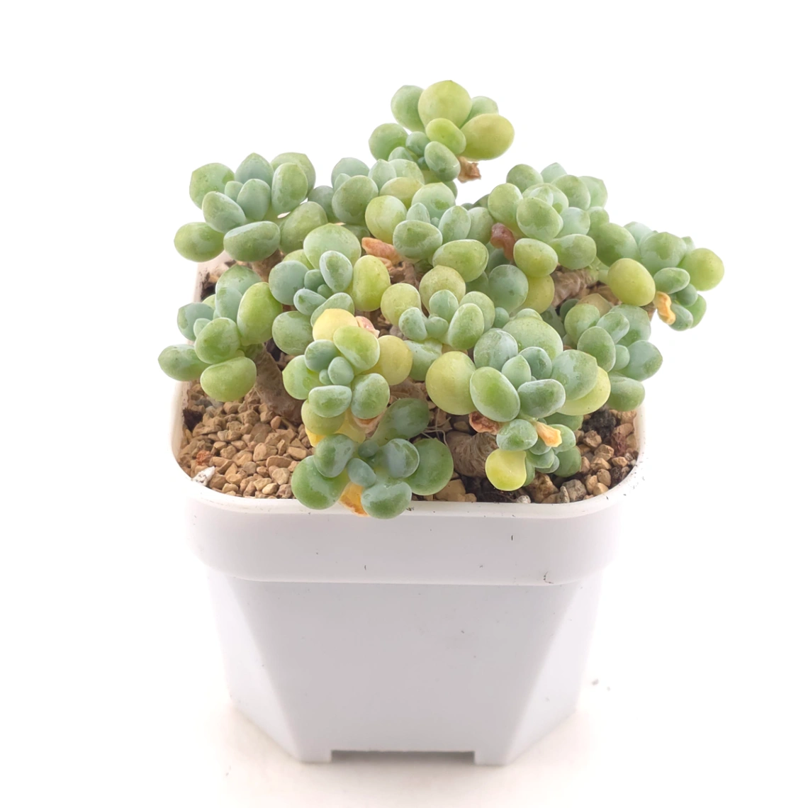 Graptosedum ‘Rococo’ | 洛可可 thumbnail 2