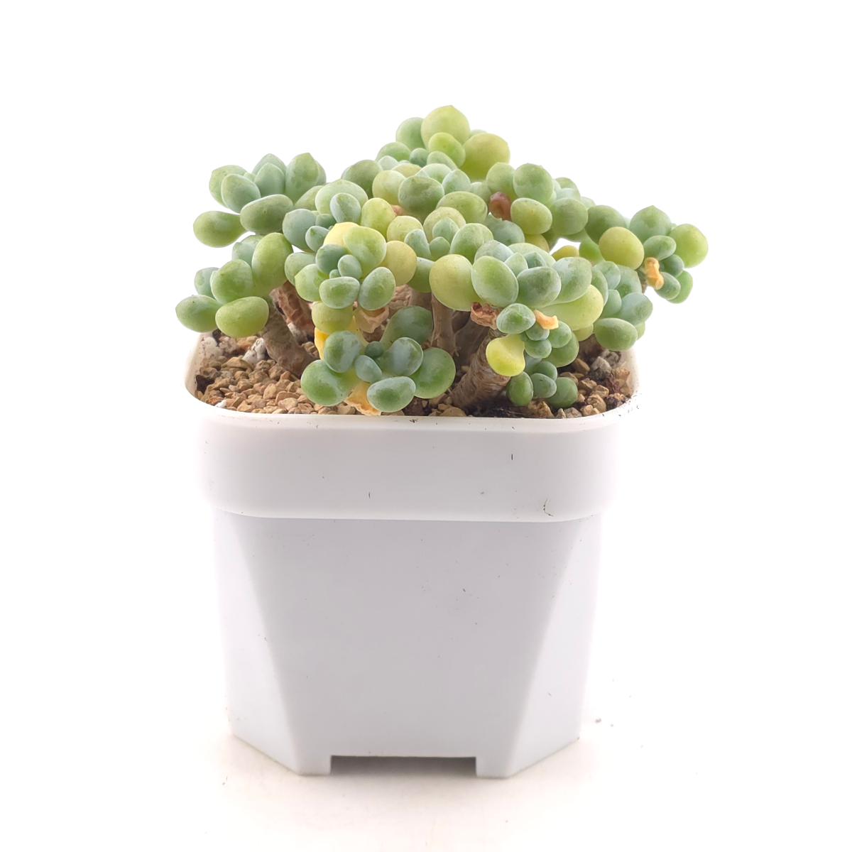 Graptosedum ‘Rococo’ | 洛可可 thumbnail 3