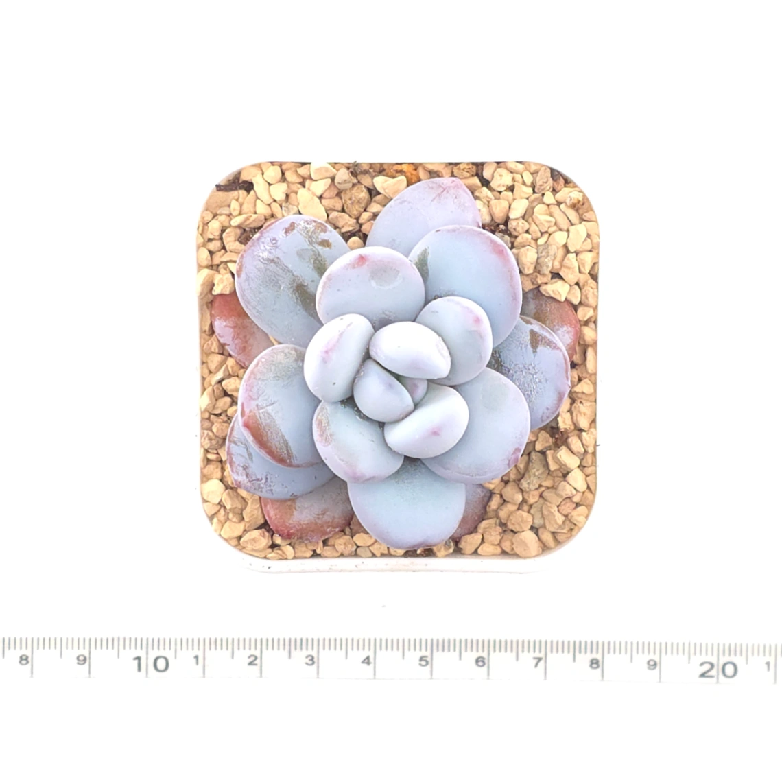 🎁 FREE with $100+ Order - Pachyphytum ‘Cuicatecanum’ | 雪美人 thumbnail 4