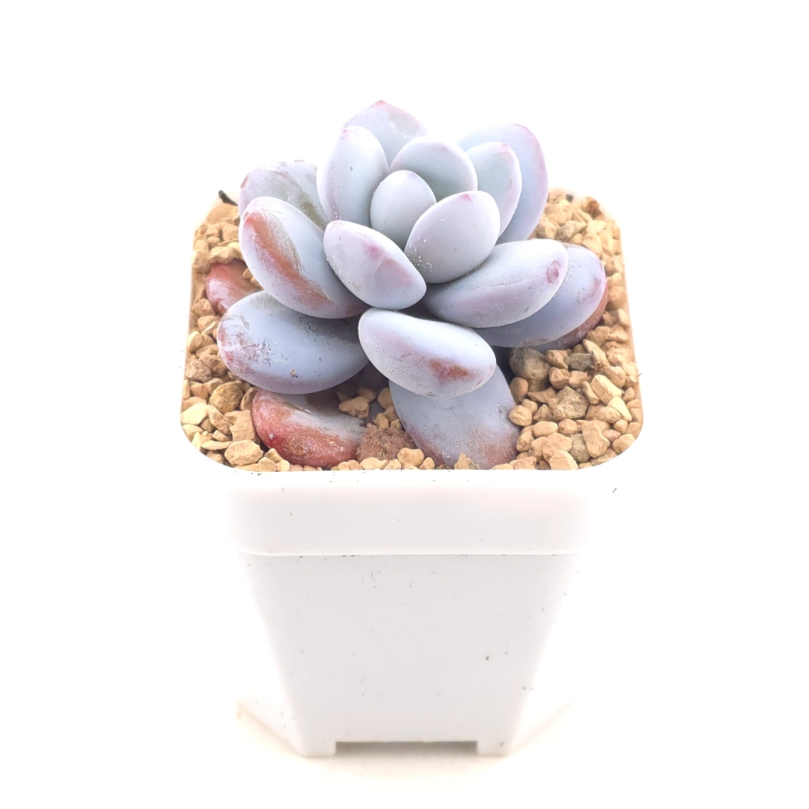 🎁 FREE with $100+ Order - Pachyphytum ‘Cuicatecanum’ | 雪美人 thumbnail 2