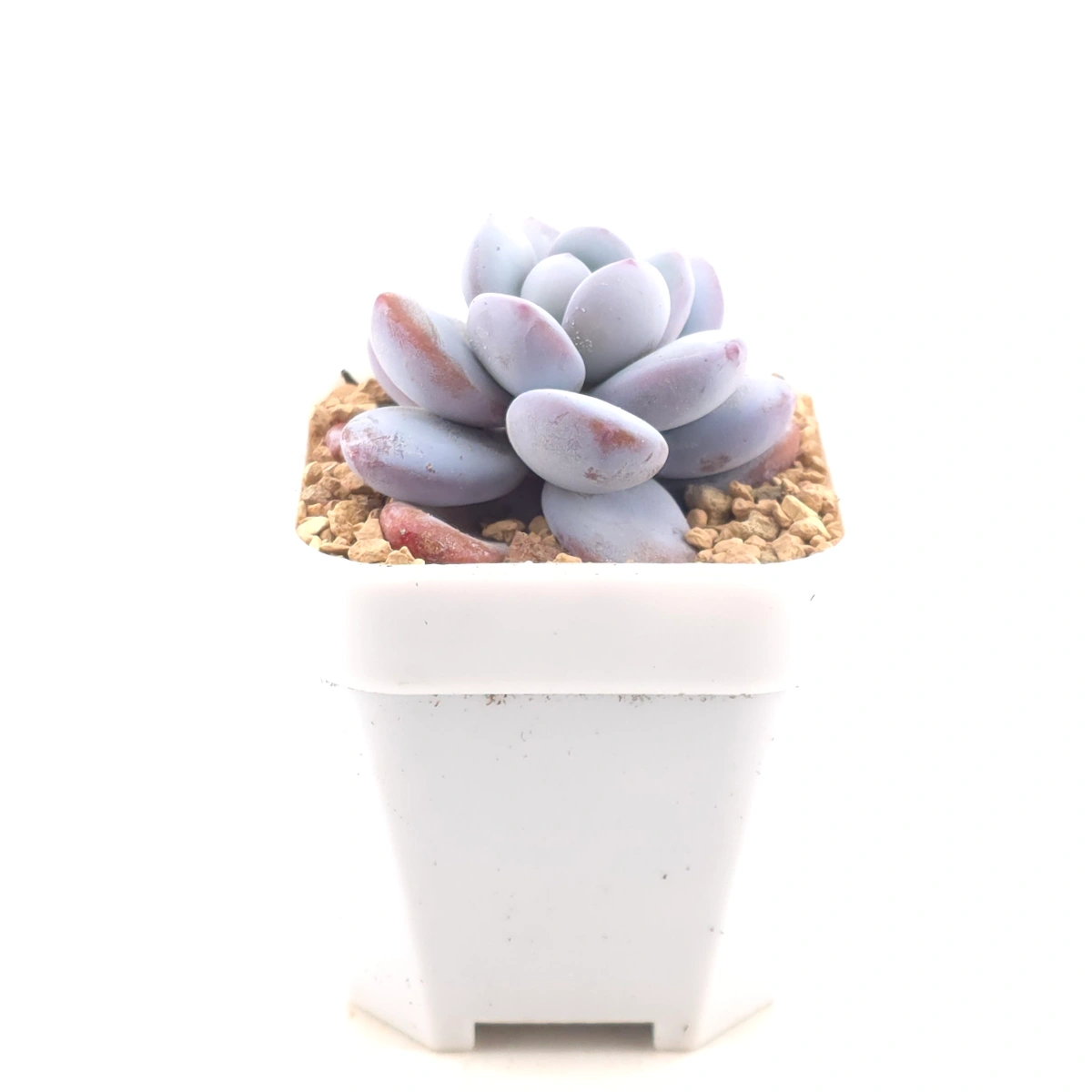 🎁 FREE with $100+ Order - Pachyphytum ‘Cuicatecanum’ | 雪美人 thumbnail 3