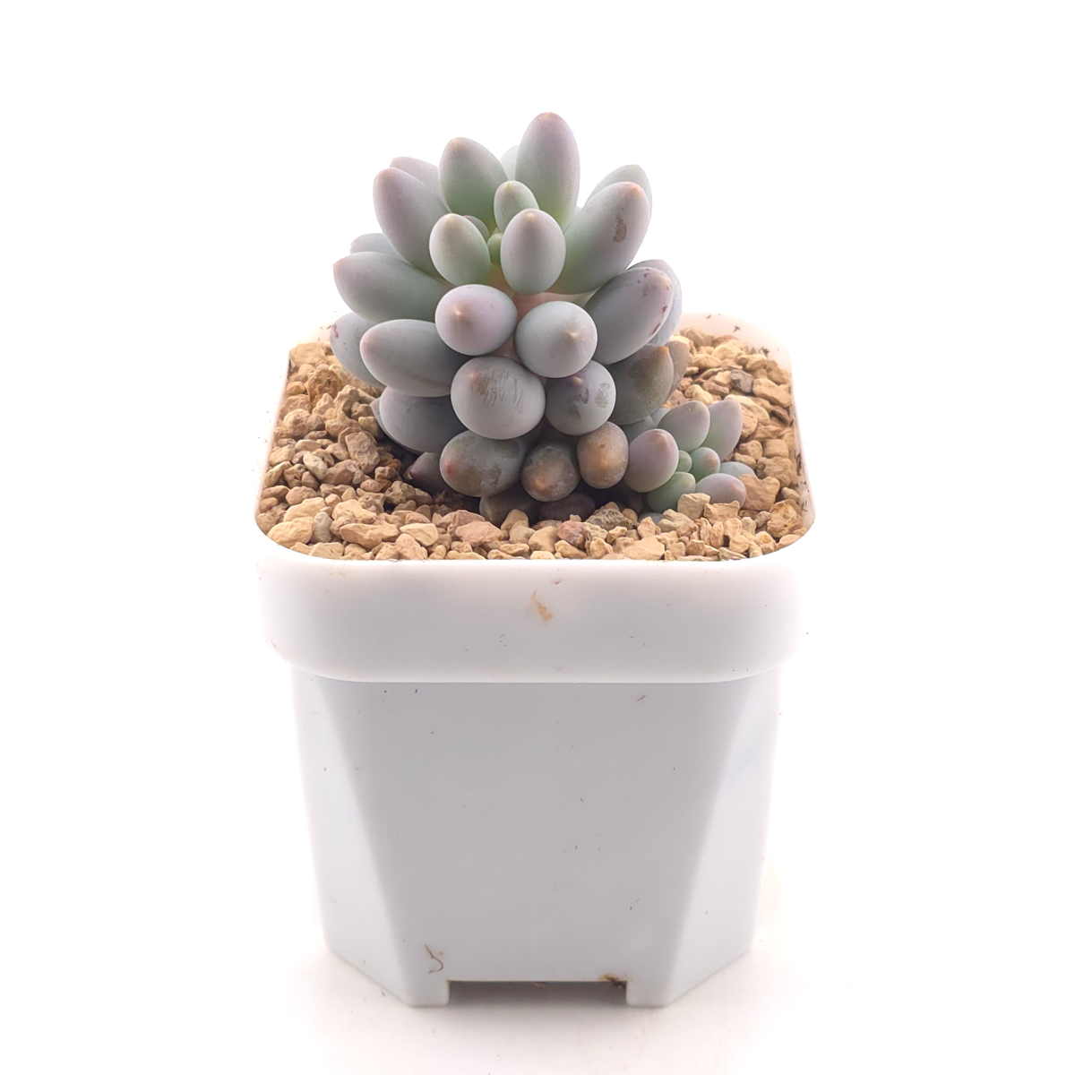 Pachyphytum ‘Machucae’ (Baby Finger) | 嬰兒手指 thumbnail 3