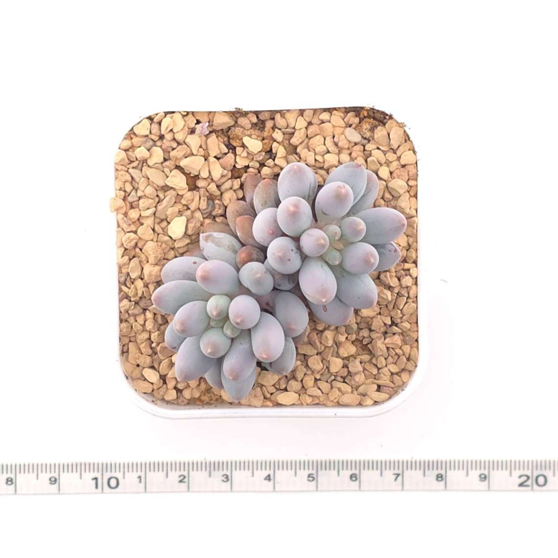 Pachyphytum ‘Machucae’ (Baby Finger) | 嬰兒手指 thumbnail 4