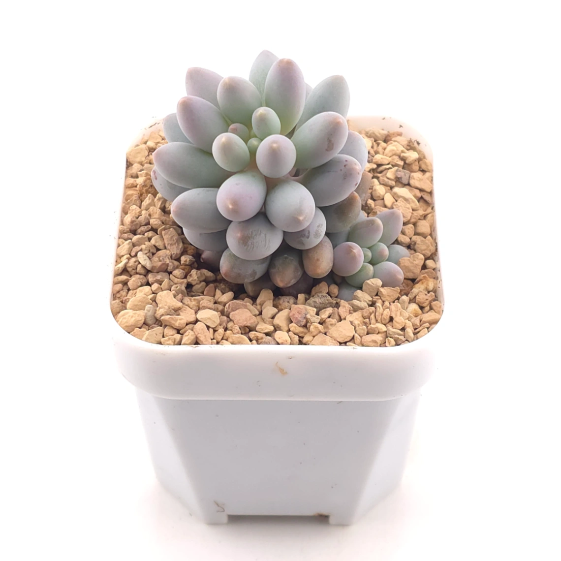 Pachyphytum ‘Machucae’ (Baby Finger) | 嬰兒手指 thumbnail 2