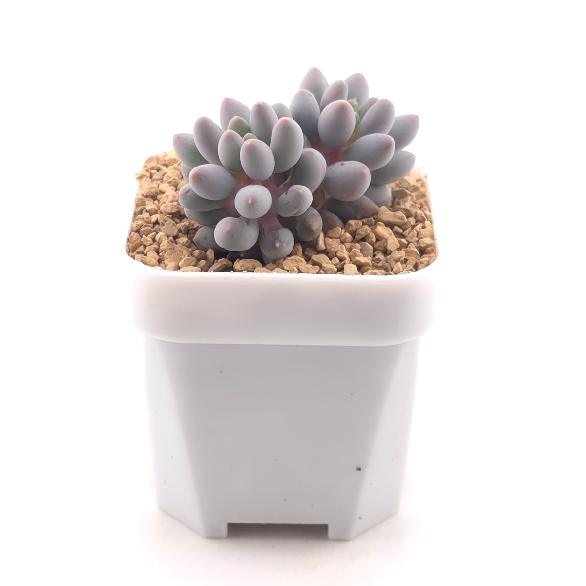 Pachyphytum ‘Machucae’ (Baby Finger) | 嬰兒手指 thumbnail 3