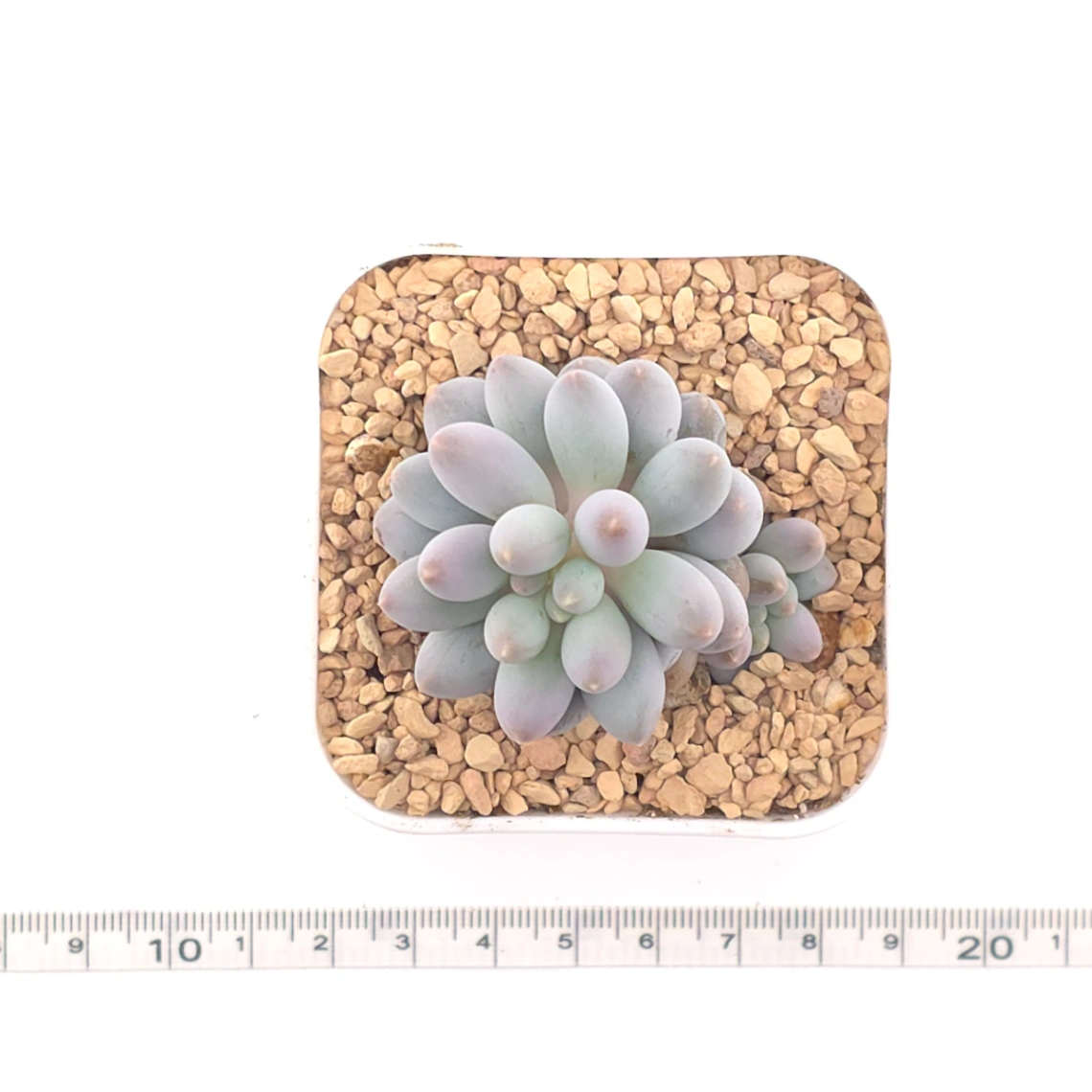 Pachyphytum ‘Machucae’ (Baby Finger) | 嬰兒手指 thumbnail 4