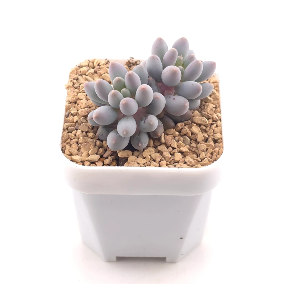 Pachyphytum ‘Machucae’ (Baby Finger) | 嬰兒手指 thumbnail 2