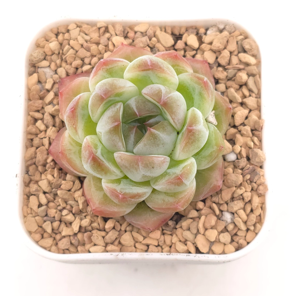 Echeveria ‘Alba Beauty’ | 阿尔巴佳人