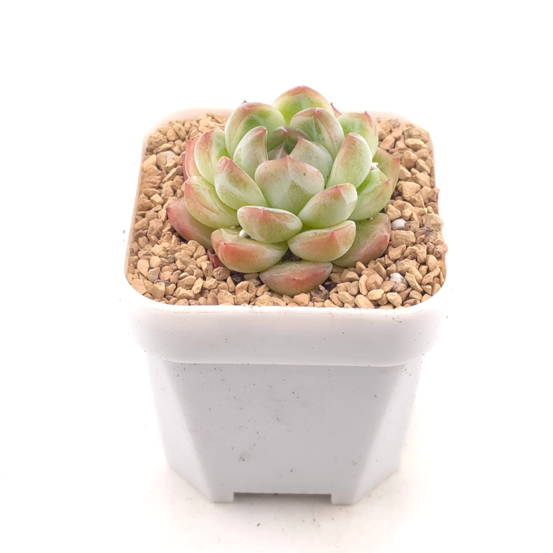 Echeveria ‘Alba Beauty’ | 阿尔巴佳人 - alternate view