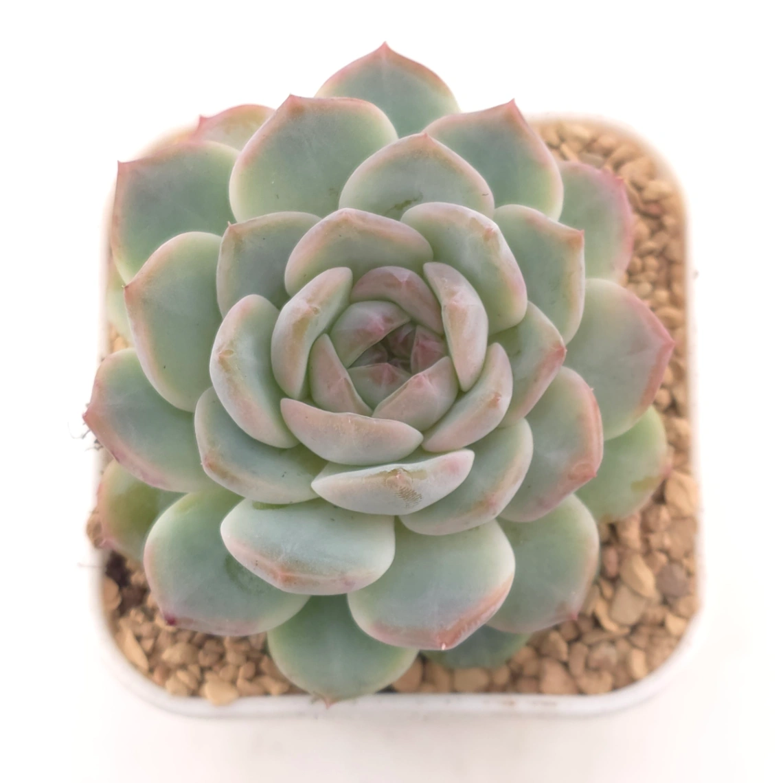 Echeveria ‘Amazing Grace’ | 恩寵