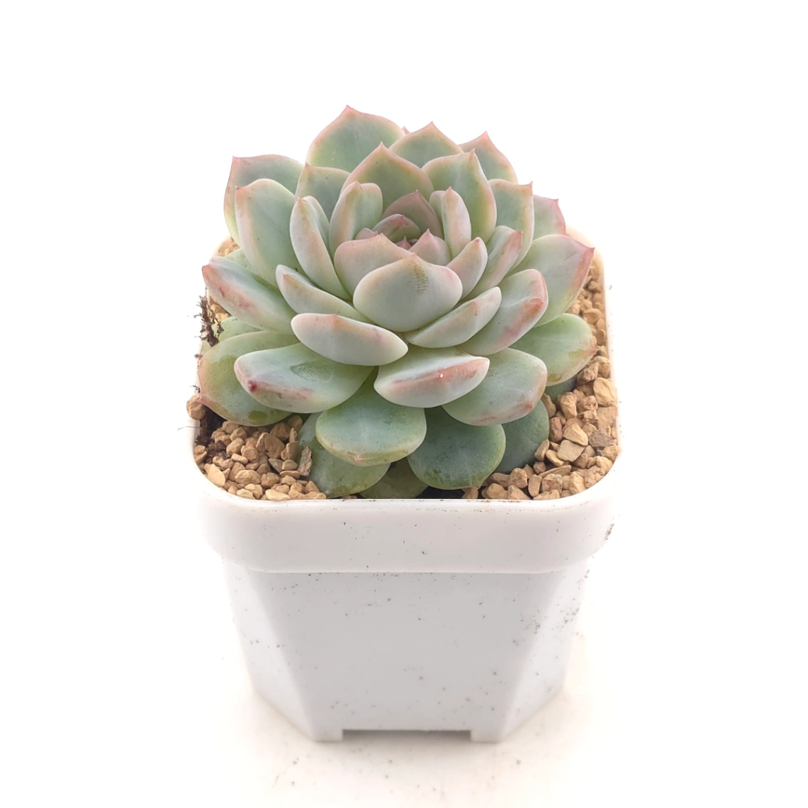 Echeveria ‘Amazing Grace’ | 恩寵 - alternate view