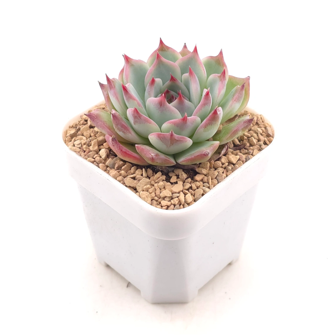 Echeveria chihuahuaensis | 吉娃娃 - alternate view