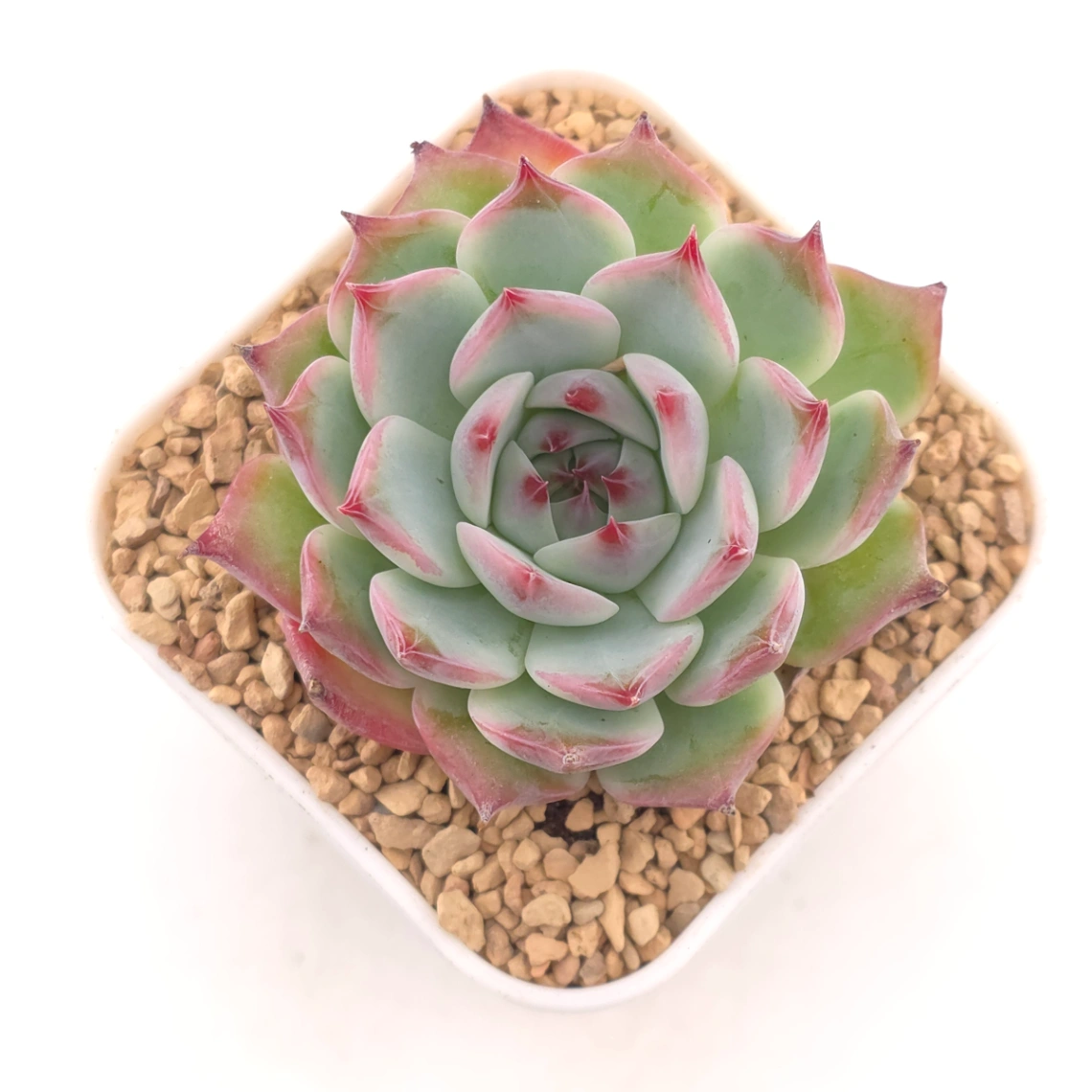 Echeveria chihuahuaensis | 吉娃娃