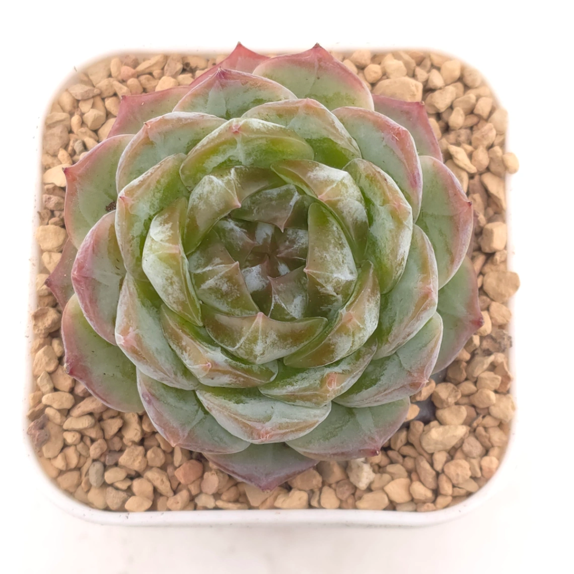Echeveria 'Diamond Cholocate' | 鑽石朱克力