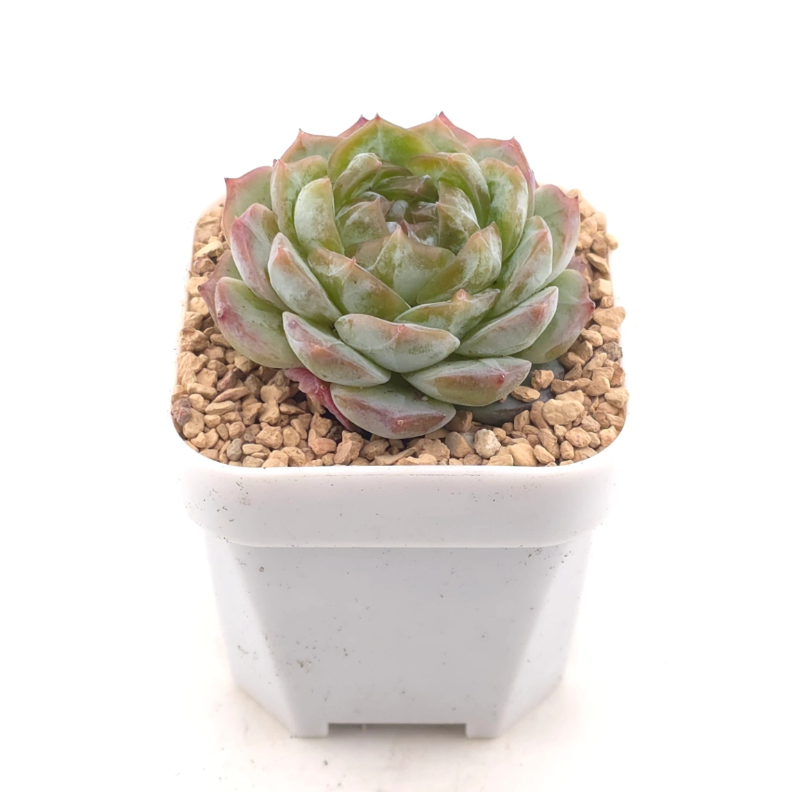 Echeveria 'Diamond Cholocate' | 鑽石朱克力 - alternate view