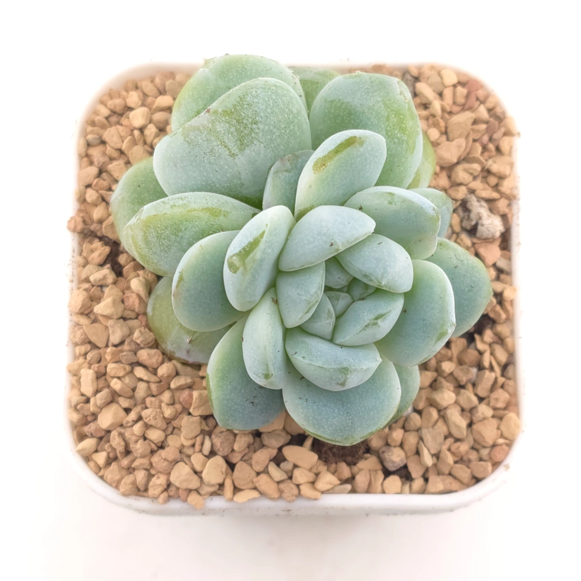 Echeveria ‘Ice Green’ | 冰玉